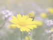פרח חרצית צהוב