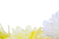 רקע מסגרת פרחים לבנים וצהובים